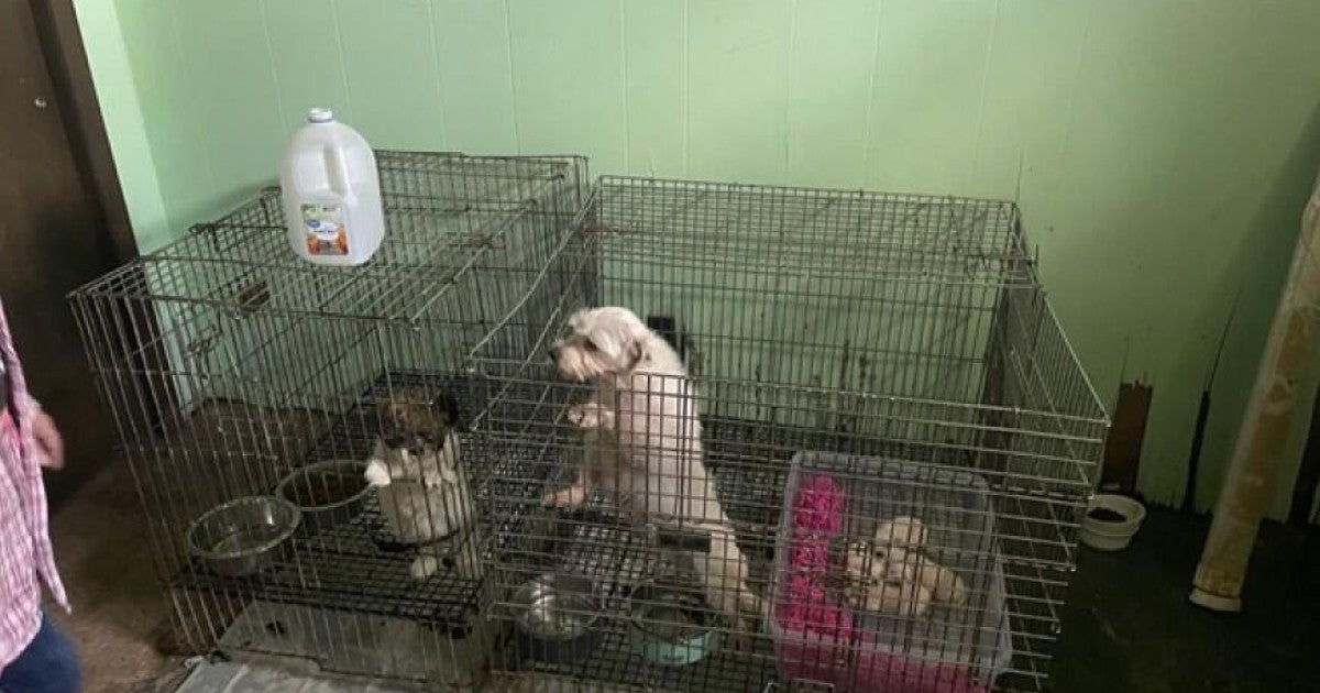 Exposed: 100 horrible puppy mills across the US